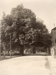 Historisches Foto der Mönchmühle Mühlenbecker Land